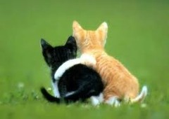 <p>/meɪnˈteɪn ə kləʊs bɒnd/</p><p>(collocation) duy trì sự gắn bó</p><p>We try to maintain a close bond even though we are busy.</p>
