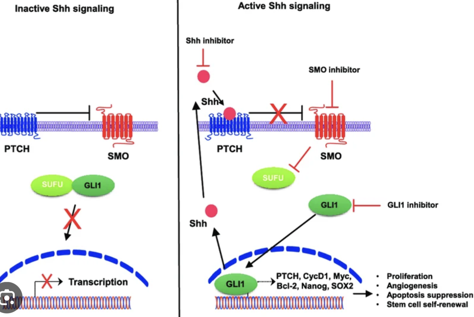 <ul><li><p>Forms neural tubes</p></li><li><p>Creates polilized segments (like stripes)</p></li></ul><p></p><ul><li><p>It is localized.</p></li></ul><p></p><ul><li><p>Hh ligand inhibits → Ptch, what stops the inhibition of Smo → Smo activates Gli2 protein → activates Hedgehog signals.</p></li></ul><p>So controlled by HH</p>