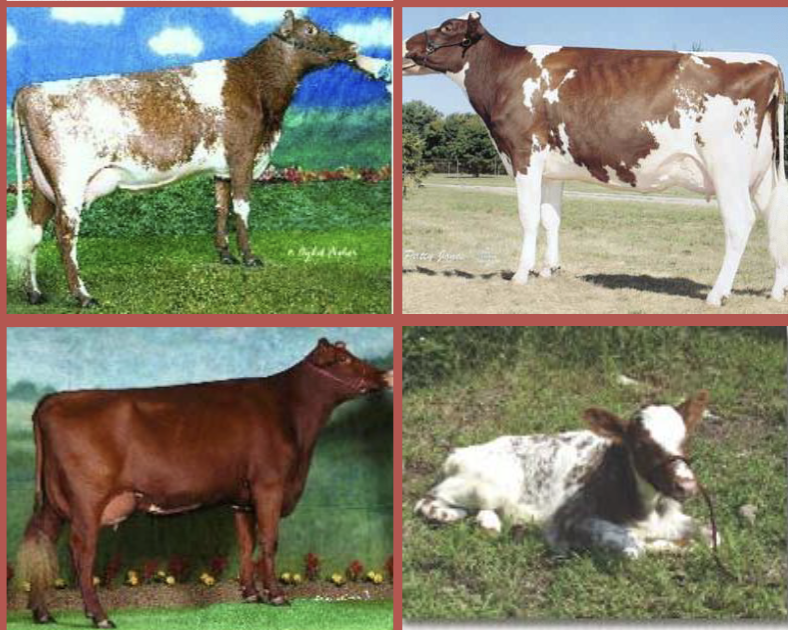 <ul><li><p>origin: northeast england</p></li><li><p>red, roan, white</p></li><li><p>small framed</p></li><li><p>fast growing</p></li><li><p>easy calving</p></li><li><p>lower butter fat</p></li></ul><p></p>