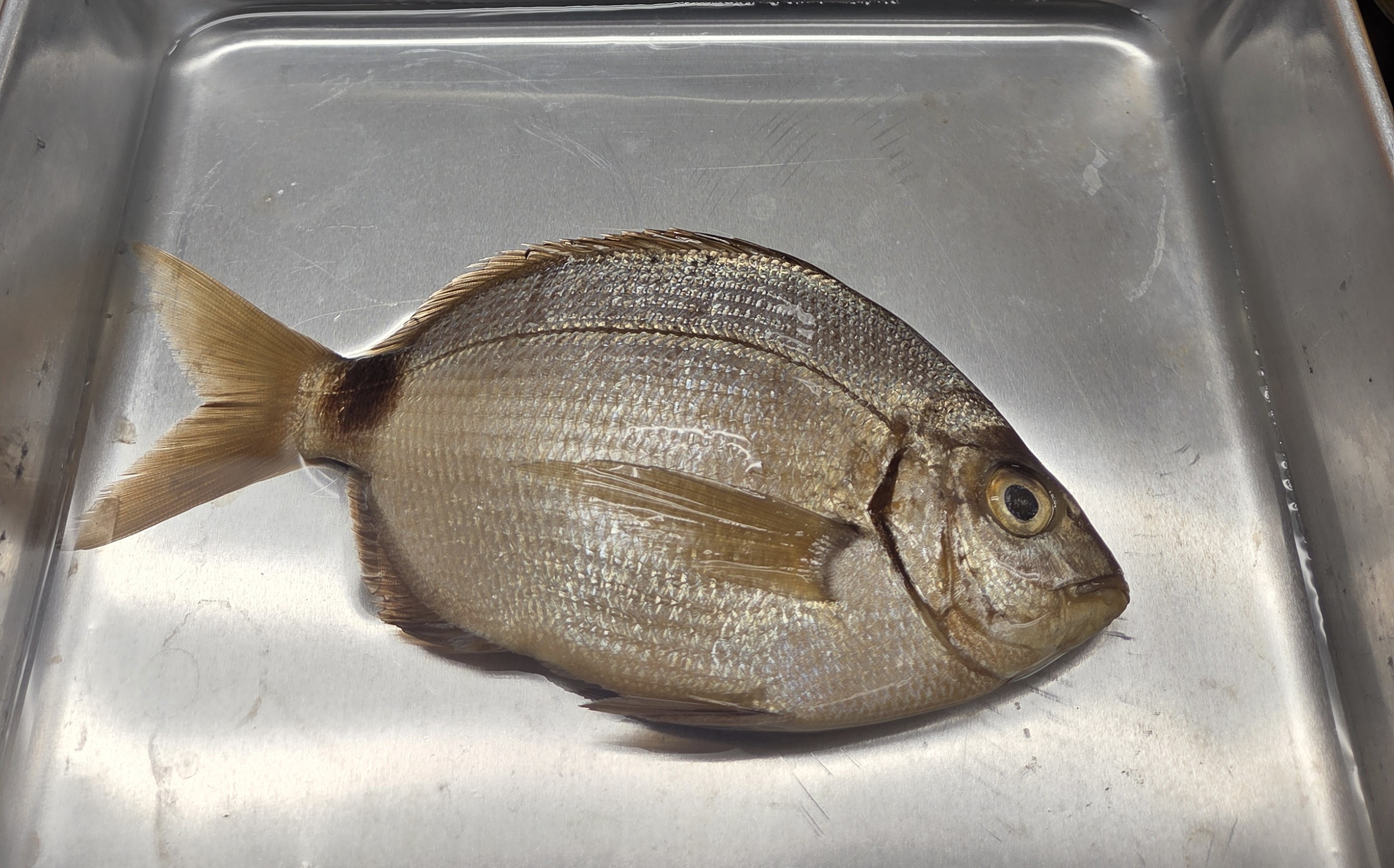 <p>Sparidae</p>