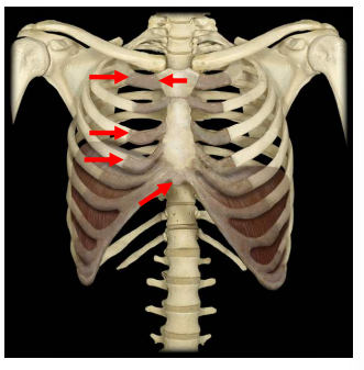 <p>permanent synchondrosis</p>