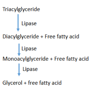 <p>Key players in lipid/fat digestion</p><ul><li><p>Bile salts</p></li><li><p>Lipase</p></li></ul><p>Two modes of action</p><ol><li><p>Emulsification with bile salts from the liver</p></li></ol><ul><li><p>Form smaller lipid droplets</p></li><li><p>Transforms hydrophobic droplet into hydrophilic</p></li></ul><p>2. Pancreatic lipase</p><ul><li><p>Hydrophilic enzyme that cleaves FFA from glycerol</p><ul><li><p>Lipase + H2O cleaves acyl bonds (Hydrolysis)</p></li></ul></li><li><p>Secreted in inactive form</p></li><li><p>Activated by free Ca++ in the lumen of the small intestine</p></li><li><p>Lipase enzymes act on the emulsions (smaller droplets) releasing FFA, MAG and some glycerol</p></li></ul><p>Smaller lipids more easily dissolve!</p><p>After emulsions, droplets of MAG and FFA are associated with bile salts and phospholipids and form a “micelle”.</p><p>Micelle is a droplet of lipid surrounded by a shell of water -Hydrophilic</p><p>The micelle moves toward the enterocytes and dissociate the MAG and FFA into a pool in the brush border</p><ul><li><p>FFA and MAG then may diffuse across the lipid tolerant phospholipid bilayer of the enterocyte following a concentration gradient</p><p></p></li></ul><p></p>