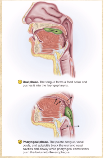 <p>voluntary</p><p>TONGUE presses bolus against palate, pushes posteriorly</p><p>epiglottis tips posteriorly, bolus slides by</p><p>bolus enters laryngopharynx; stimulates tactile receptors to activate next phase</p>