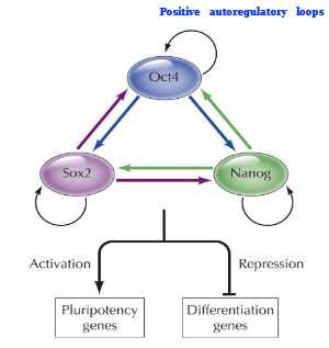 <p>Positive autoregulatory loop. A self-sustaining network governed by core TFs Oct4, Sox2, and Nanog that maintain ESCs in an undifferentiated state while enabling self-renewal.  </p>