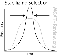 <p>-selection reinforces mean character trait</p>