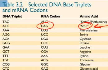 <p>No — there are multiple stop codons (UAG), and none of them code for an amino acid.</p>