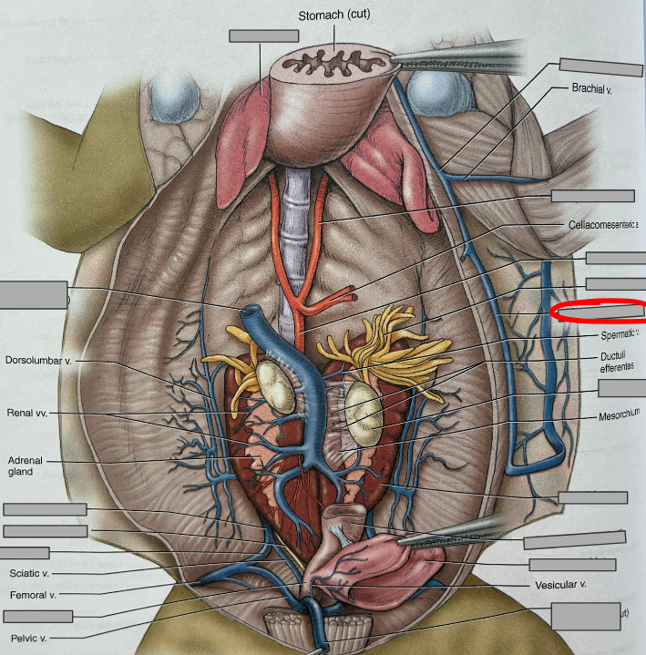 <p>What part of the organism is this?</p>