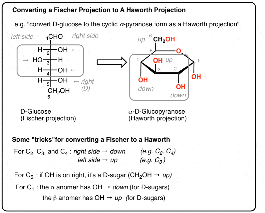 <p>For <strong>all monosaccharides</strong> in Fischer to Haworth conversion, where do groups go if they are on the <strong>right</strong> side of the Fischer projection?</p>