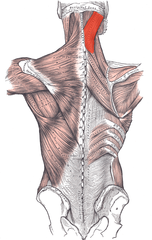 <p>O: Lower part of ligamentum nuchae</p><p>I: Lateral aspect of the mastoid process and lateral part of the superior nuchal line of the skull</p><p>N: Middle and lower cervical nerves</p><p>Fx: Laterally flexes, rotates, and extends the head and neck</p>