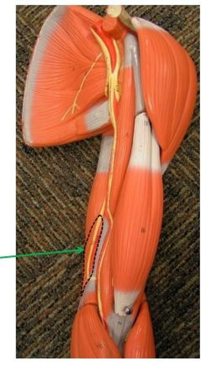<p>O: posterior shaft of humerus</p>