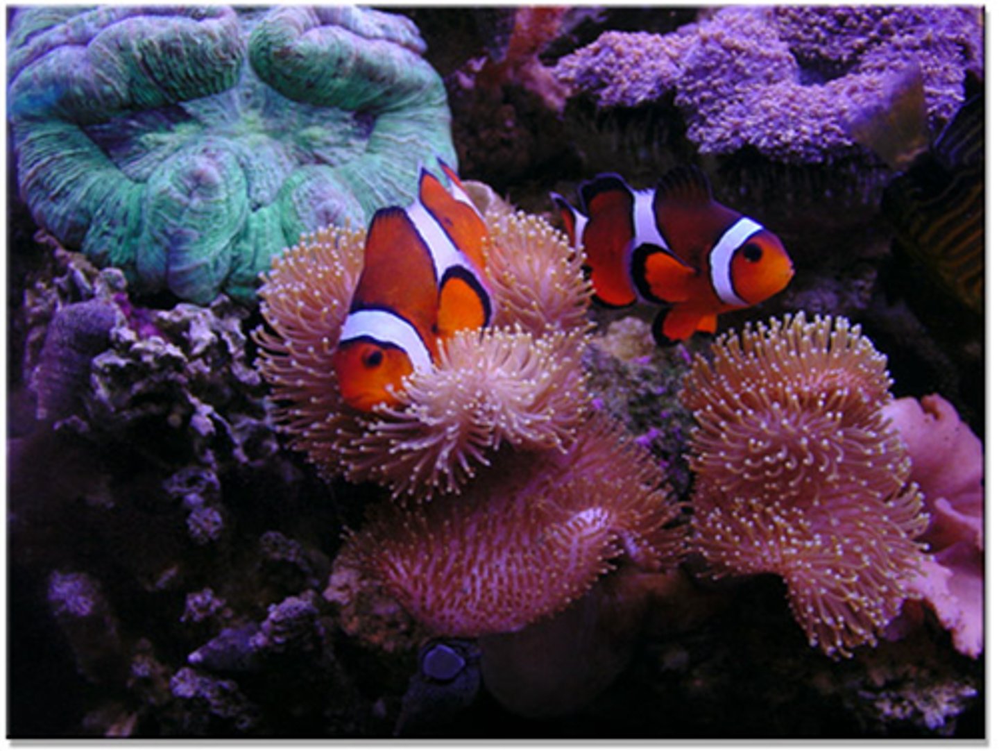 <p>any long-term and close relationship between two or more species</p>