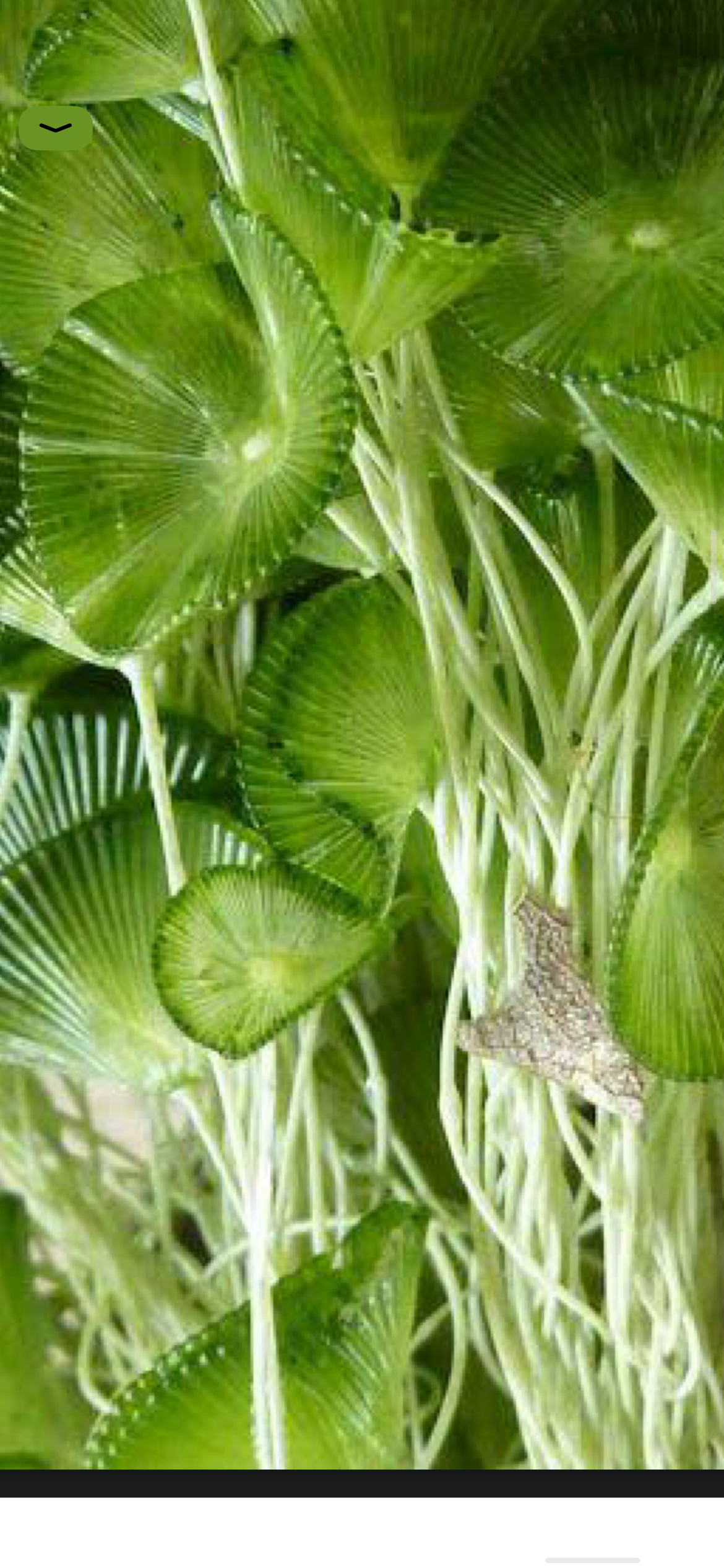 <p>Deblo razred rod red</p>