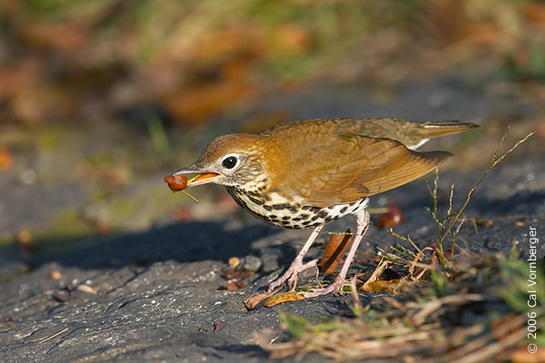 <p>Common name<br>Family</p>