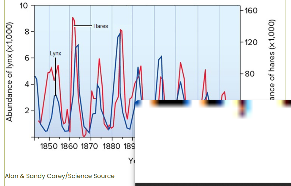 <p>Scientists have discovered that when they provide supplemental food for hares, their density tripled. The figure above shows cycles of lynx and hare populations over a century's time. What do you predict would happen to the lynx and hare populations in an area where hares were provided supplemental food for one year?</p>