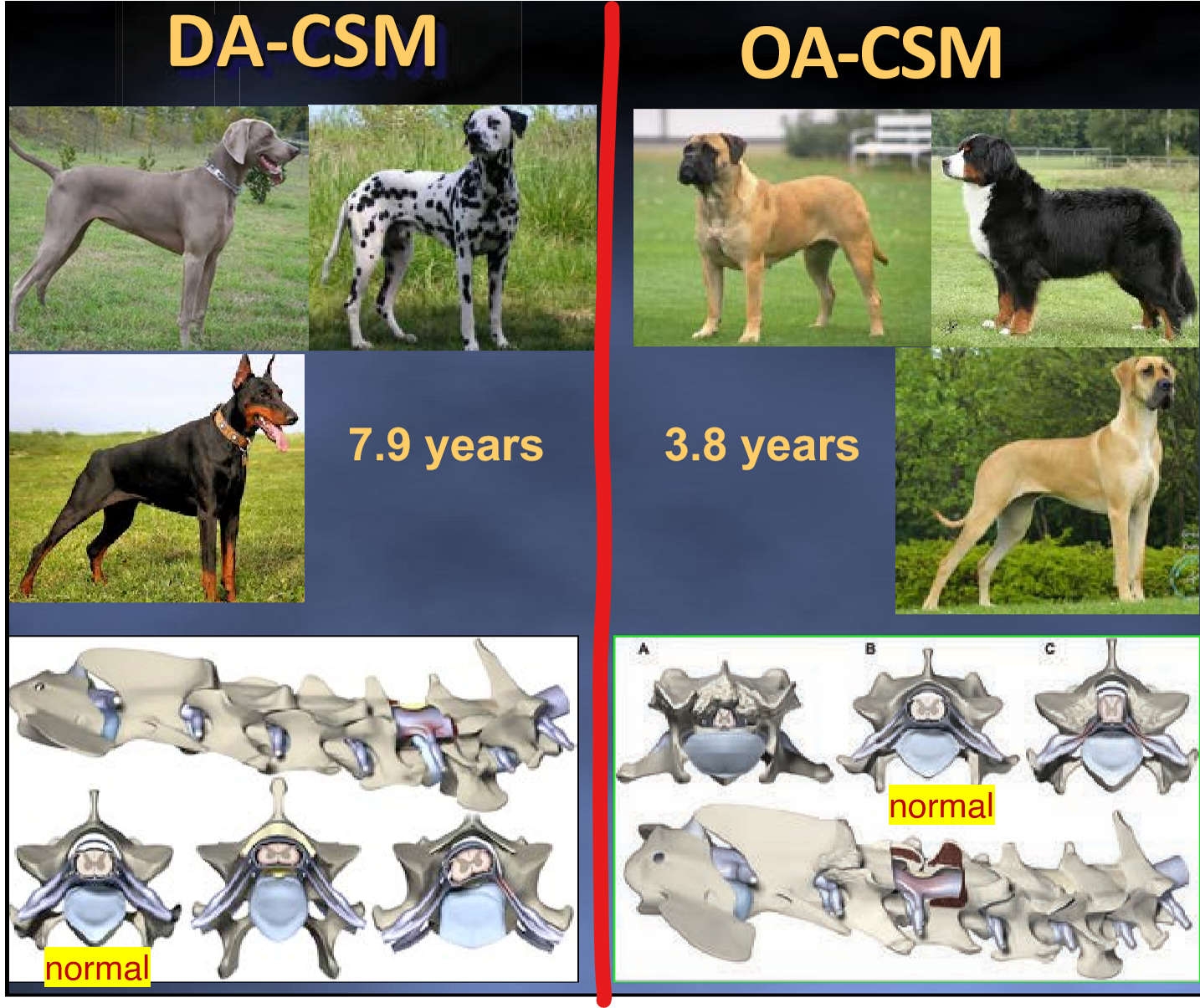 <p>1: neck spine dz causing static or dynamic compression of SC &amp; nerve roots</p><p>.</p><p>2:</p><ol><li><p>giant breed dogs <3 y/o (esp great dane); pt has bony proliferation causing dorsal compression</p></li><li><p>large breed dogs >6 y/o (esp doberman); pt has ventral SC compression</p></li></ol><ul><li><p><em>note: pt’s can have both</em></p></li></ul><p>.</p><p>3: hx of chronic progressive signs, some pt’s are acute on chronic</p><p>.</p><p><em>this is a VERY common dz of the cervical spine</em></p>