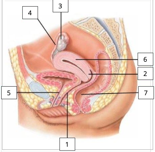 <p>Benoem de bijbehorende onderdelen van de tractus urogenitalis van de vrouw.</p>