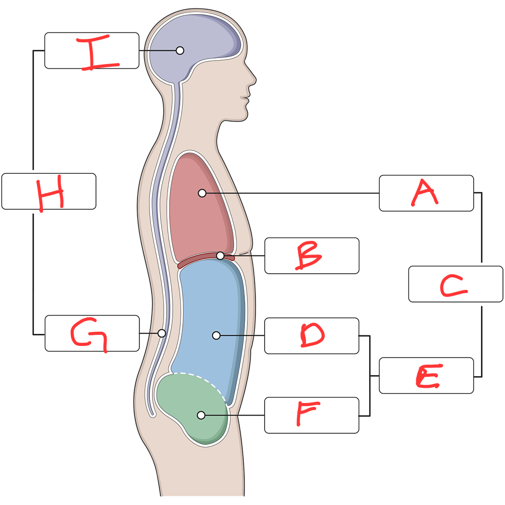 <p>Which cavity is I?</p>