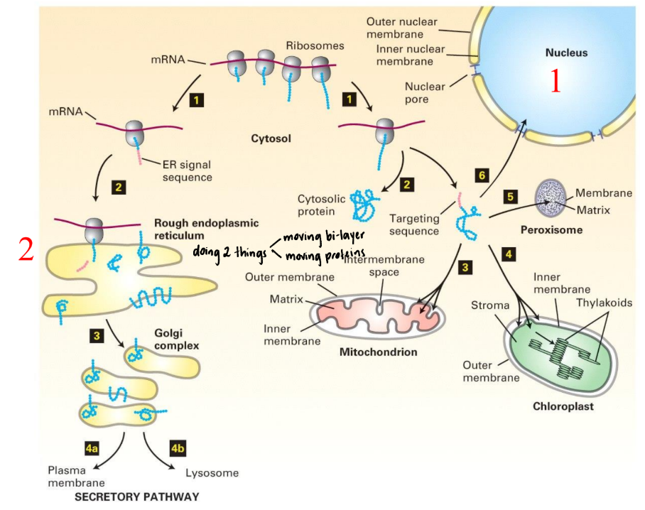 <ol><li><p>Protein synthesis @ cytosolic/free ribosomes</p><ol><li><p>Has targeting sequence (address)?</p><ol><li><p>NO → stays in cytosol</p></li><li><p>YES → guided to specific destination (Mitochondrion, nucleus, chloroplast, endoplasmic reticulum)</p></li></ol></li></ol></li><li><p>Main pathway = ER/Secretion</p><ol><li><p>HAS signal peptide (address)</p></li><li><p>Co-translational process</p><ol><li><p>Ribosome → ER WHILE protein synthesis occurs</p><ol><li><p>ER = moving bilayer</p></li></ol></li><li><p>Protein pushed through pore (translocator) into ER lumen</p><ol><li><p>ER = moving proteins</p></li></ol></li></ol></li><li><p>Protein fold inside ER → vesicles → Golgi apparatus</p><ol><li><p>Golgi sorts protein to final destination (Plasma membrane/lysosome)</p></li></ol></li></ol></li></ol><p></p>