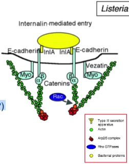 <ul><li><p><strong>Stap 1: Binding aan E-cadherine</strong><br>• <strong>Wat er gebeurt:</strong> <em>Listeria</em> heeft een eiwit op zijn oppervlak genaamd <strong>Internalin A (InlA)</strong>. Dit eiwit bindt specifiek aan <strong>E-cadherine</strong> op de gastheercel.<br>• <strong>De truc van de bacterie:</strong> E-cadherine is een receptor die epitheelcellen normaal gesproken gebruiken om heel strak aan <em>elkaar</em> te plakken (<em>adherens junctions</em>). <em>Listeria</em> doet alsof hij een buurcel is en grijpt zo de cel vast.</p></li><li><p><strong>Stap 2: Vorming van de 'beker' (en de missende schakels)</strong><br>• <strong>Wat er gebeurt:</strong> Aan de binnenkant van de cel zit aan E-cadherine een heel complex van eiwitten vast: de <strong>catenines</strong>. Deze catenines vormen de fysieke brug tussen de receptor en het actineskelet.<br>• <strong>De antwoorden op de vraagtekens:</strong><br>◦ <strong>Actin polymerization (regulated by?):</strong> Dit wordt gereguleerd door de Rho-GTPase <strong>Cdc42</strong> (en het eiwit <strong>Arp2/3</strong>). <em>Listeria</em> dwingt via de catenines de cel om hier lokaal actine-steunbalken op te bouwen om het membraan rond de bacterie te duwen.<br>◦ <strong>Activation myosin motor (regulated by?):</strong> Dit wordt gereguleerd door <strong>Src kinase</strong> en <strong>receptorfosforylering</strong>. Myosine (het motor-eiwit dat we in de allereerste dia zagen) is hier nodig om spanning op het actinenetwerk te zetten, zodat het membraan strak om de bacterie heen trekt.</p></li><li><p><strong>Stap 3: Sluiting en intrekking</strong><br>• <strong>Wat er gebeurt:</strong> Net als bij <em>Yersinia</em> sluit de 'beker' zich om de bacterie heen (<strong>closure</strong>). Het membraan smelt samen en <em>Listeria</em> wordt in een blaasje (vacuole) mee naar binnen getrokken (<strong>retraction</strong>), diep het cytoplasma in.</p></li></ul><p></p>
