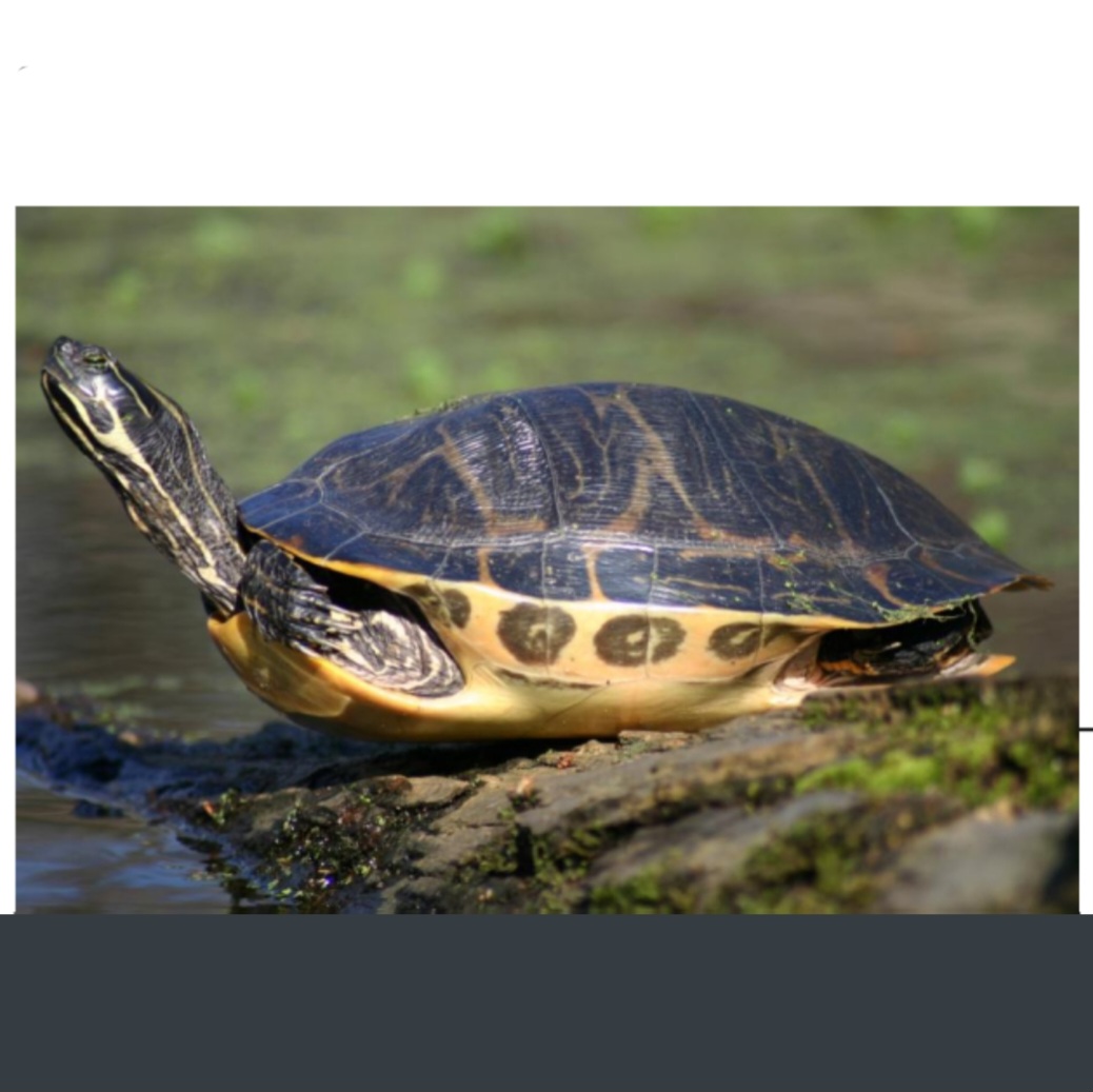 <p>name this animal</p>