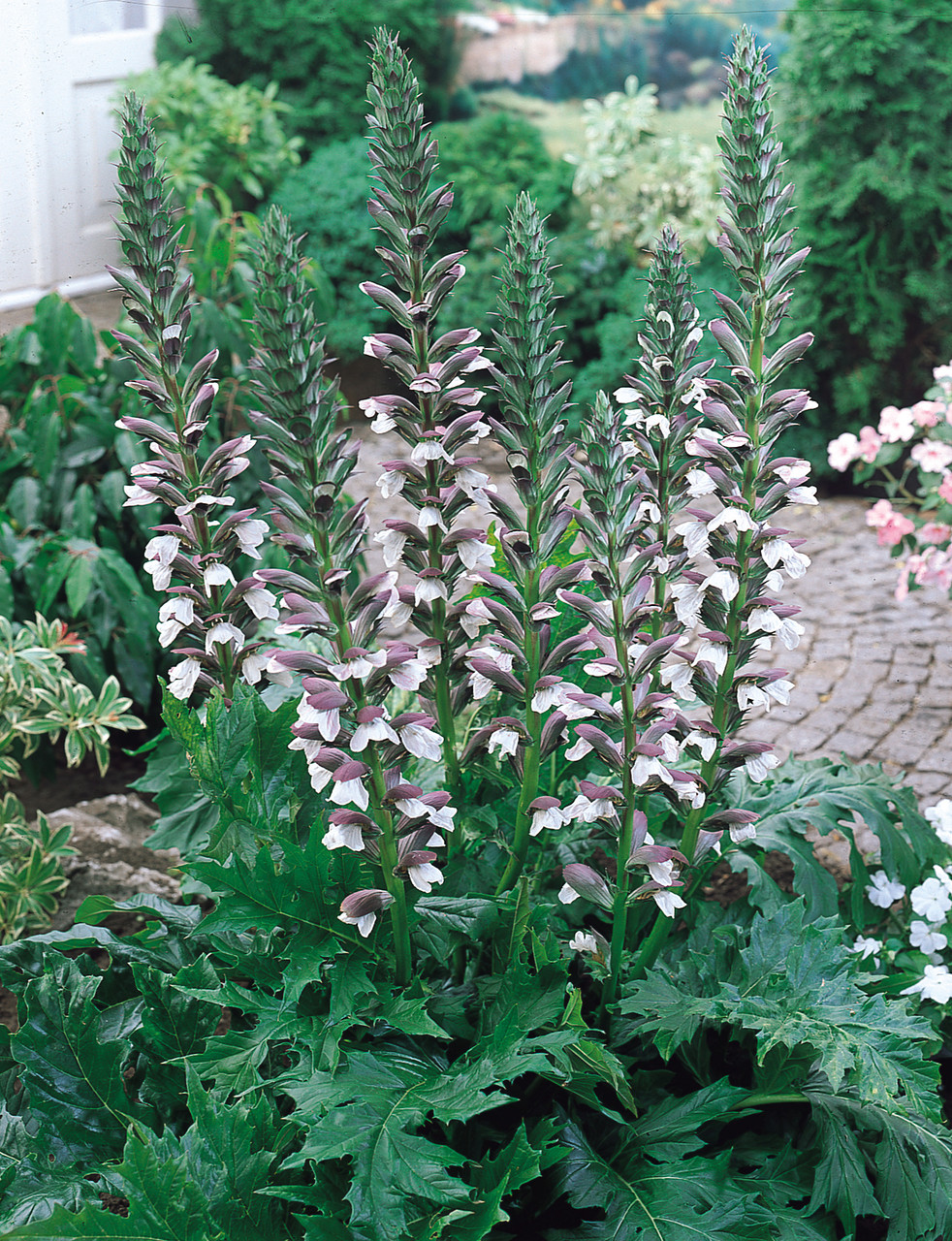 <p>Acanthus mollis hardiness</p>