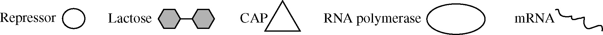 <p>The lac operon in E. coli consists of genes that code for enzymes necessary for the breakdown of lactose. When lactose is absent, the operon is inactive because a repressor protein binds to a specific site in the lac operon. When lactose is present, lactose molecules bind to the repressor protein, causing the repressor protein to dissociate from the binding site. In the absence of glucose (a preferred energy source for bacteria), the protein CAP binds to a regulatory site near the lac promoter to activate transcription of the lac operon.</p><p>The following symbols represent the macromolecules involved in regulation of the lac operon.<br><br>In the diagrams below, the horizontal line represents the lac operon and the bent arrow represents the transcription start site of the lac operon. Which of the following diagrams best represents the scenario in which lactose is available to the cell and glucose is absent?</p>