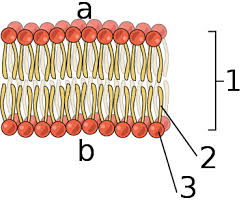 <p>structure of a pospholipid bi layer</p>