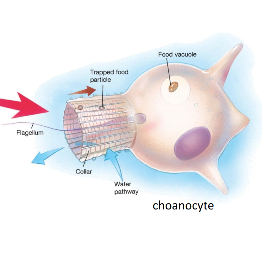<p>the collar contains a flagella which moves with water current</p><p>water drawn in through pores with negative pressure</p><p>passing water contains <strong>particulates that get stuck on collar and move into cell and vacuole</strong></p><p>water leaves through osculum of sponge</p>