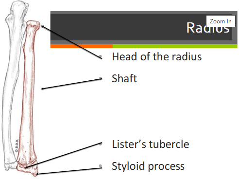 <ul><li><p>head of the radius </p></li><li><p>shaft</p></li><li><p>lister’s tubercle </p></li><li><p>styloid process</p></li></ul><p></p>