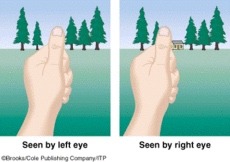 <p>binocular distance cue; based on the overlay of two retinal fields when both eyes focus on one object</p>