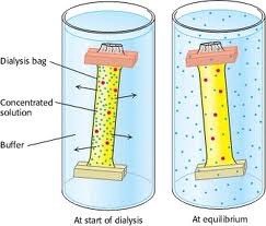 <p><span><span>Potato can be used to look at the effect of osmosis - what would you measure?</span></span></p>