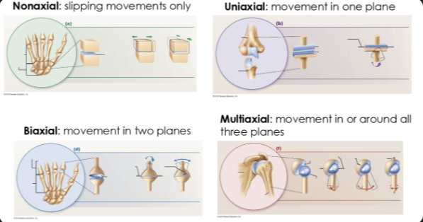 <p>Nonaxial: intercarpal joints</p><p>Uniaxial: elbow</p><p>Biaxial: knuckle</p><p>Multiaxial: shoulder</p>