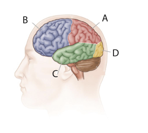 <p>In the image, parts A, B, C, and D are:</p><p>The frontal lobe, occipital lobe, parietal lobe, and temporal lobe</p><p>The occipital lobe, temporal lobe, parietal lobe, and frontal lobe</p><p>The parietal lobe, frontal lobe, temporal lobe, and occipital lobe</p><p>The temporal lobe, frontal lobe, occipital lobe, and parietal lobe</p>