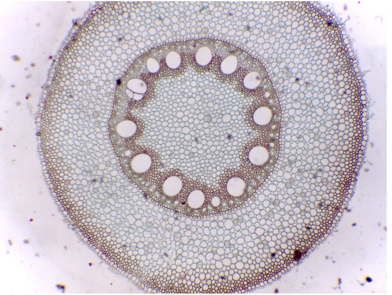 <p>See Image: A cross section has vascular tissue surrounding a central pith. What is it?</p>
