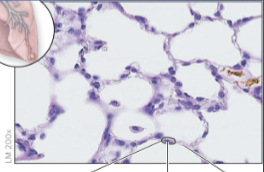<p>simple squamous epithelium function and location</p>