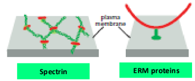 <ol><li><p>Spectrin = link actin to membrane</p></li><li><p>ERM Family proteins = link actin to membrane</p></li></ol><p></p>