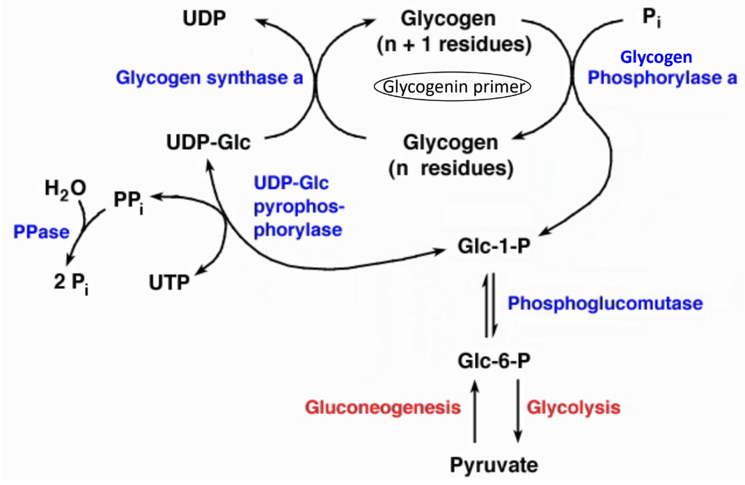 <p>Why is UDP-glucose formation driven forward?</p>