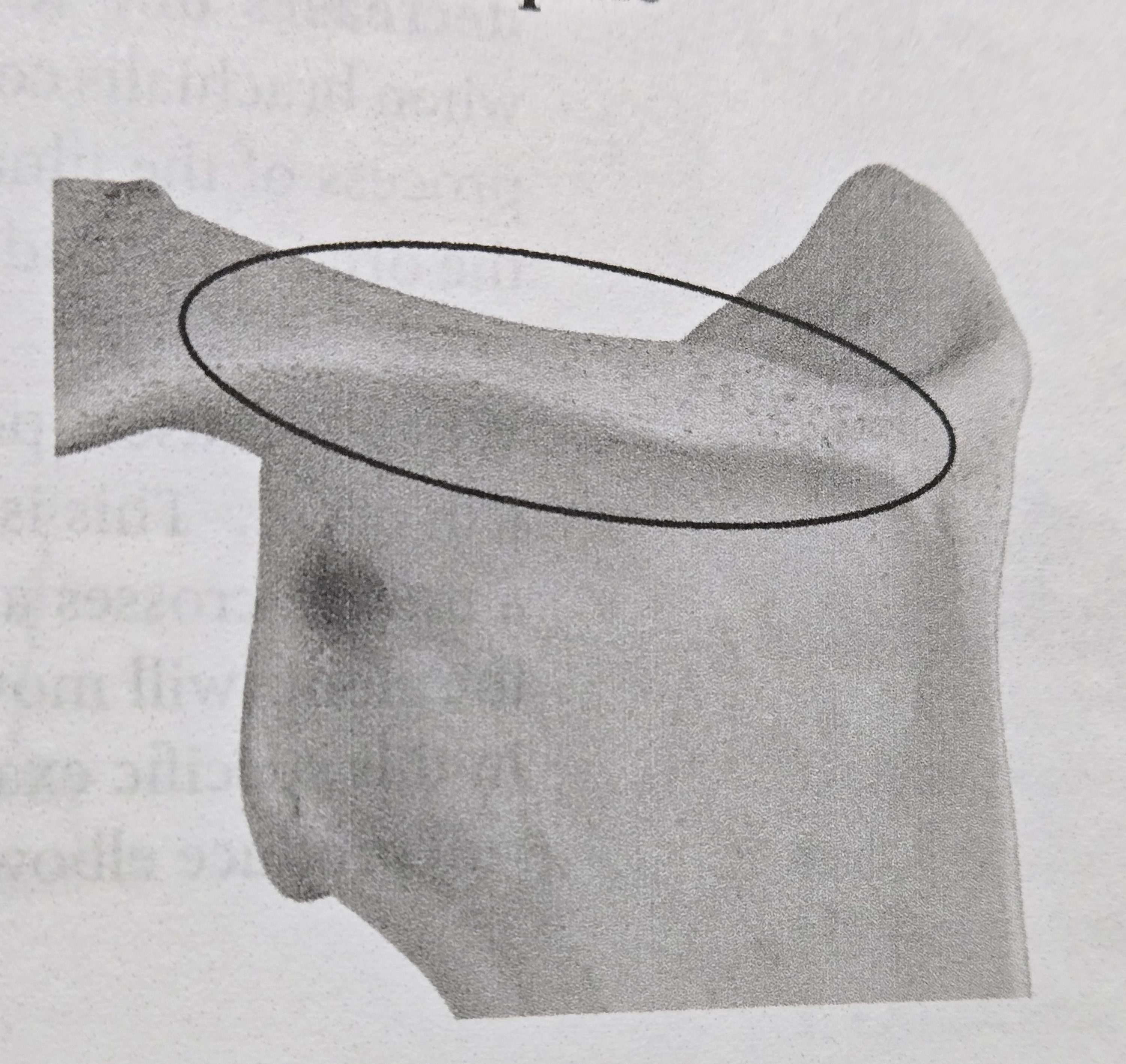 <p>Spine</p>