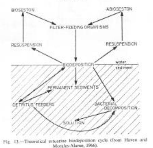 <p>Invertebrates movement drives this</p>