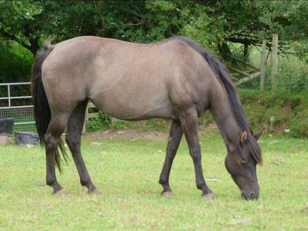 <p>Dun where horse is black and the coat color appears mouse-colored</p>