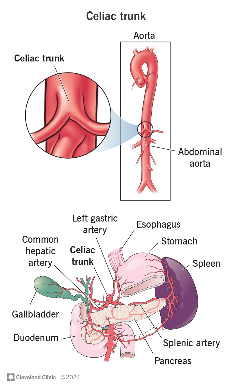 <ul><li><p>celiac trunk</p><ul><li><p>first unpaired branch</p></li></ul></li></ul><p></p>