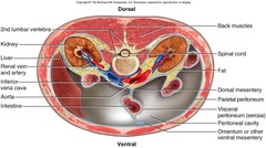 <p>The cavity that contains the gastrointestinal tract, kidneys, and ureters.</p>