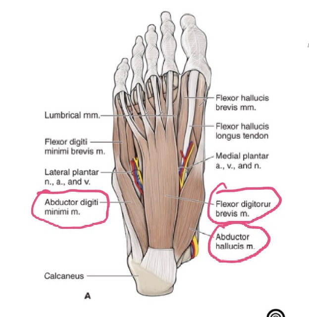 <p>ORIGIN: calcaneal tuberosity </p><p>INSERTION: both sides of middle phalanges digit 2-5</p><p>FUNCTION: flexes digits 2-5 </p><p>INNERVATION: medial plantar nerve </p>