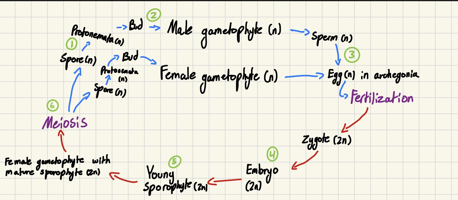 <ol><li><p>Spore becomes a protonema</p></li><li><p>Protonema grows “buds“ that divide mitotically to form the gametophytes (Antheridia and Archegonia)</p></li><li><p>After the antheridia releases the flagellated sperm, they travel via chemotaxis to the archegonium in water</p></li><li><p>Embryo stays inside the archegonia while placental cells bring nutrients</p></li><li><p>Sporophyte remains attached to the gametophyte as it grows, being feed sugars, amino acids, minerals, and waters (despite plastids)</p></li><li><p>The peristome opens in dry conditions and closes in wet conditions so the spores discharge gradually through the wind</p></li></ol><p></p>