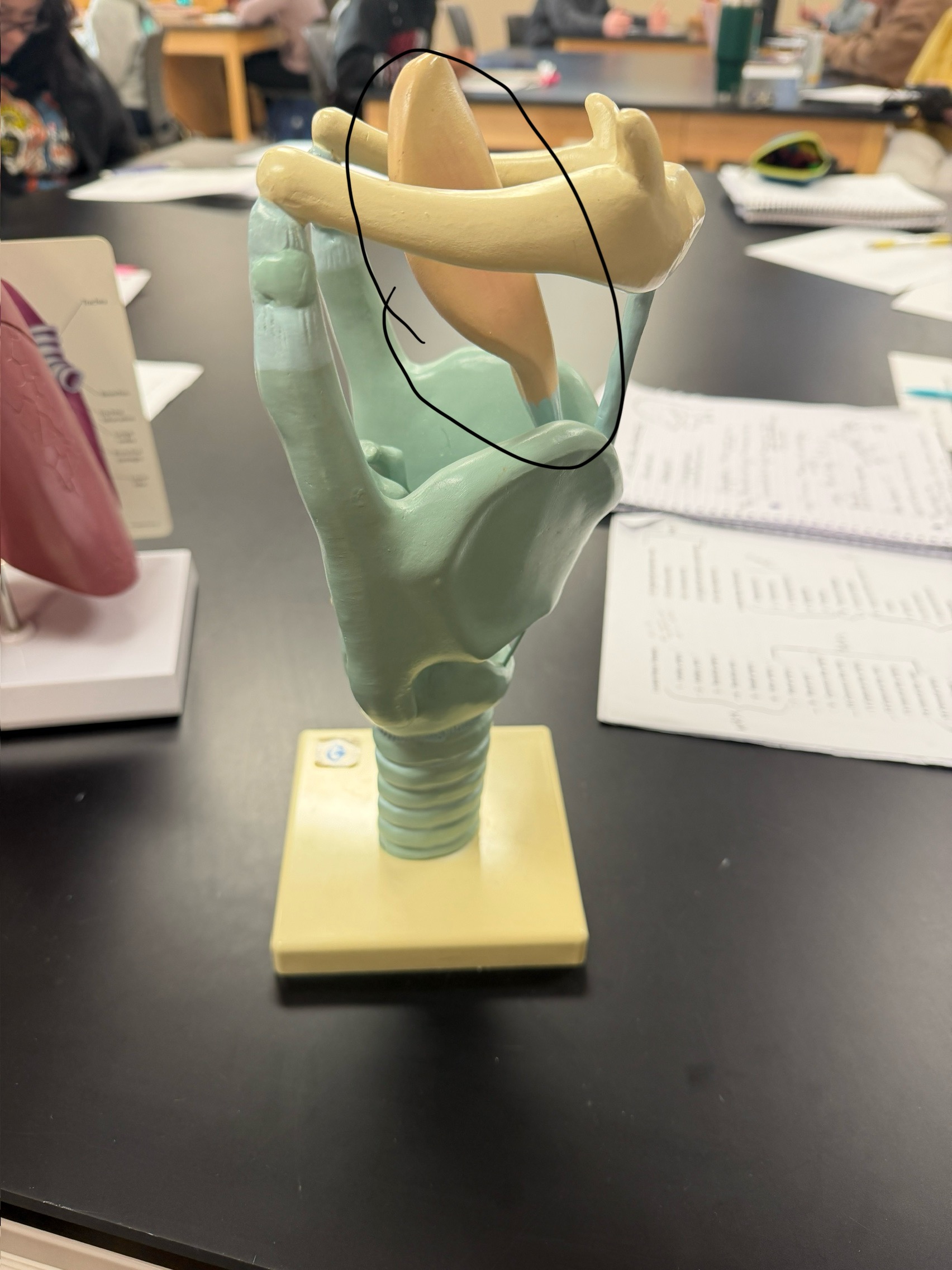 <p>name this structure</p>