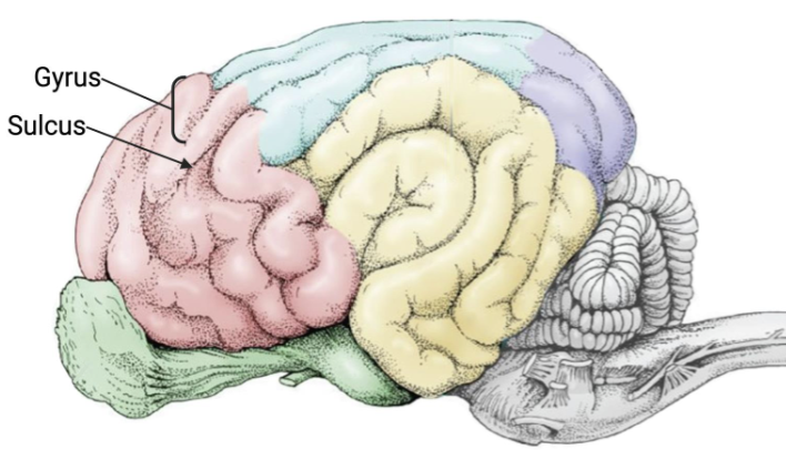 <p>A <strong>fold</strong> of the cerebral cortex.</p>