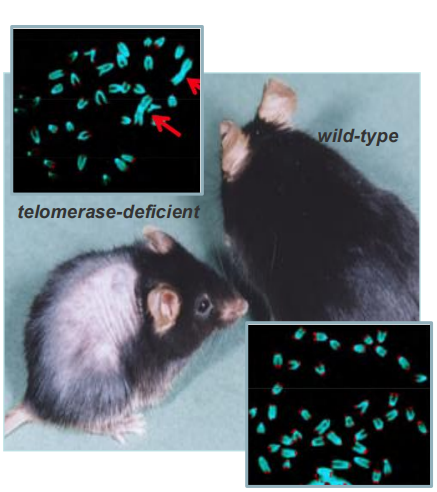 <ul><li><p>Terc-/-</p></li></ul><p>menor tempo de vida</p><p>menor capacidade regenerativo devido à disfunção estaminal</p><p>menos cancro</p><ul><li><p>K5-Tert</p></li></ul><p>melhor fitness</p><p>mais cancro levemente</p><p></p>