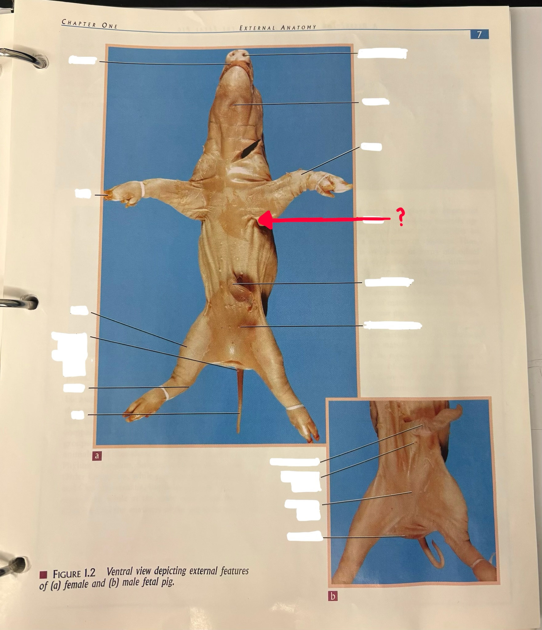 <p>Where is the red line(external)?</p>