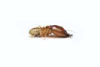 <p></p><p><span><strong>a </strong></span>small<span><strong> </strong></span>tropical<span><strong> </strong></span>insect<span><strong> that </strong></span>eats<span><strong> </strong></span>wood</p>