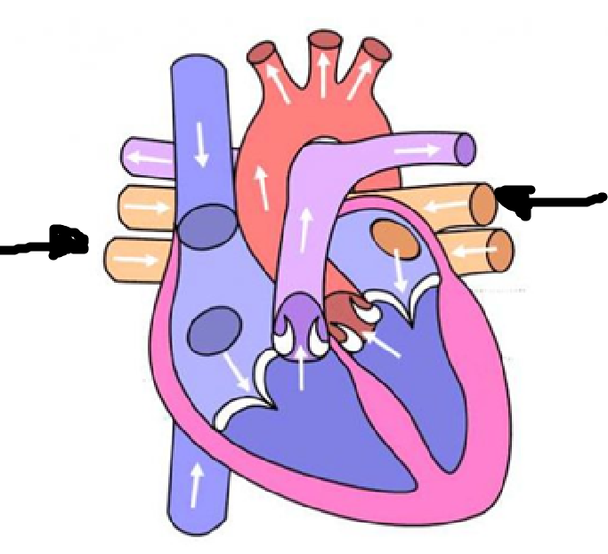 <p>5th location + blood type + where it comes from</p>
